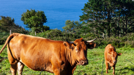 Foto de archivo de una vaca y un ternero en la Serra da Capelada, con pinos al fondos
