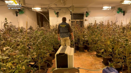Imagen de la plantación indoor de marihuana en San Vicent del Raspeig