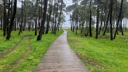 Pinar de Morouzos en Ortigueira