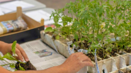 Plantones de hortalizas tradicionales
