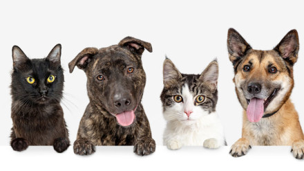 Centro Comarcal de Protección Animal - Ribera Baja Navarra