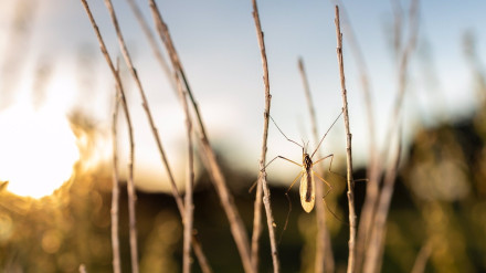24/03/2025 Los municipios andaluces con riesgo bajo de Fiebre del Nilo tendrán un Plan de Control de Mosquitos.Tras la reciente aprobación del Programa de Vigilancia Control Integral de Vectores de la Fiebre del Nilo Occidental (FNO) 2025, todos los municipios andaluces están clasificados en algún nivel de riesgo respecto a la Fiebre del Nilo (FNO).SALUD JUNTA DE ANDALUCÍA