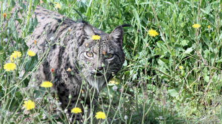 Brisa cumple 20 años en Terra Natura