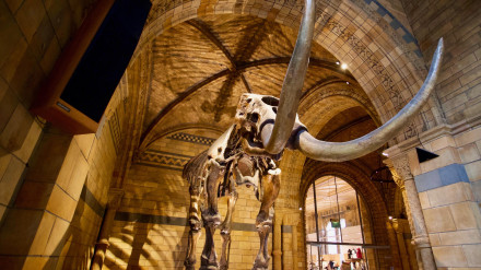 Museo de Historia Natural, Cromwell Road, South Kensington, Distrito Real de Kensington y Chelsea - Esqueleto de mamut