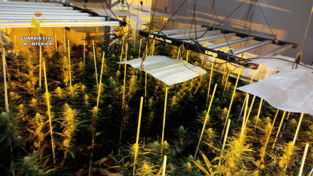 Plantaciones marihuana