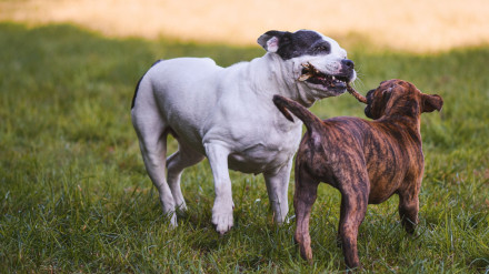 Perros jugando en un parque