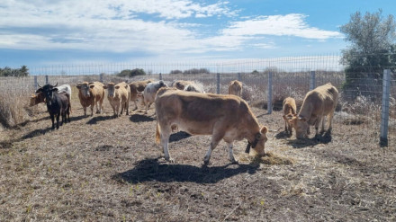 Ganadería en extensivo