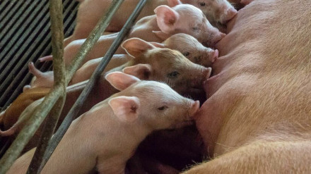 Una cerda amamanta a sus crías en una granja porcina