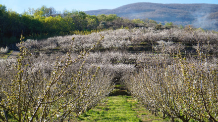 Cerezos en el Valle del Jerte