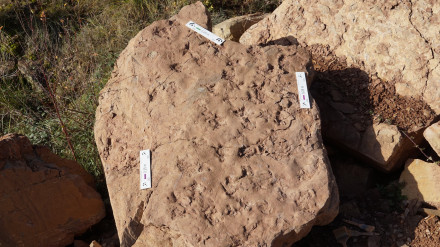 Foto de detalles del bloque donde se observan las icnitas en su superficie