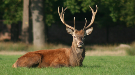 El ciervo fue abatido por el cazador de un disparo con rifle de caza y rematado con varias cuchilladas.