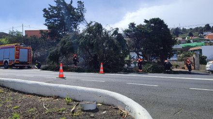 Árbol caído por el viento en Icod de los Vinos (Tenerife)