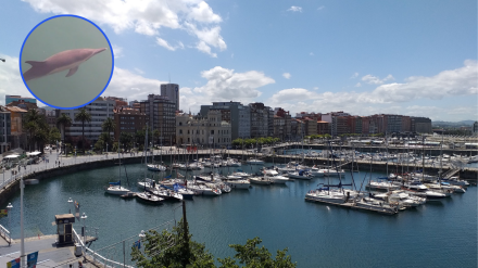 Puerto Deportivo de Gijón; arriba, a la izquierda, el delfín nadando junto al Muelle