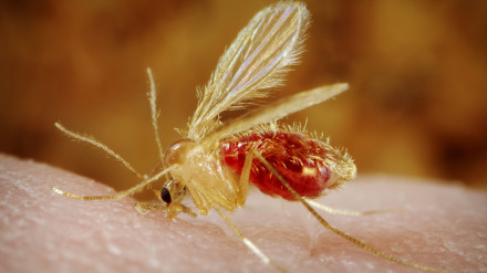 CTPA8M Phlebotomus papatasi sandfly biting a person
