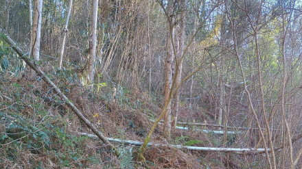 Parcela afectada en las Frgas do Eume