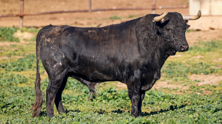 Toros de Jandilla para Arles