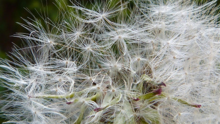 Diente de león y polen