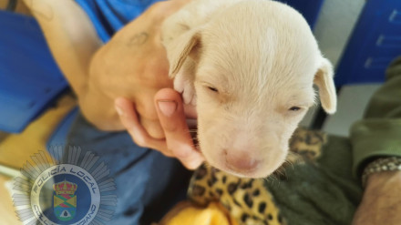 Investigado por tirar al contenedor a unos cachorros de perro