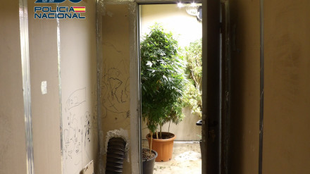 Intervienen marihuana en una nave industrial de Molina