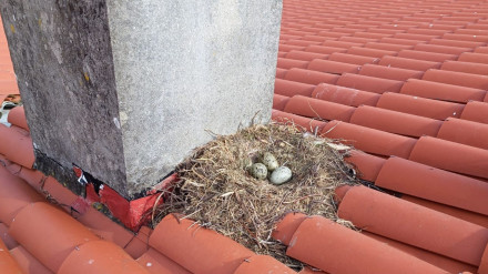 Foto de archivo de la campaña de control de aves en Ferrol