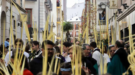Las palmas serán protagonistas un año más por las principales calles de Alicante.