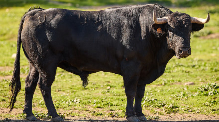 Toros de Virgen María para la Feria de Pascua de Arles
