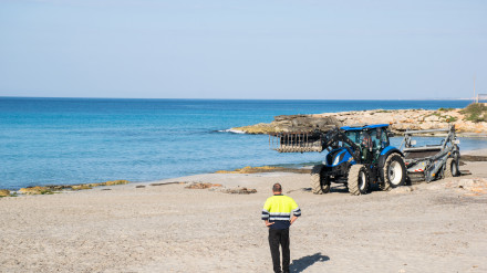 Retiran los restos de velella de las playas de Menorca
