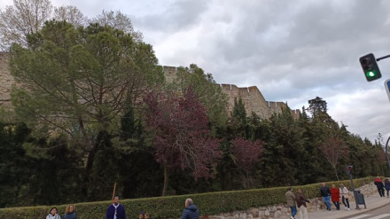 Vegetación en la muralla de Zamora