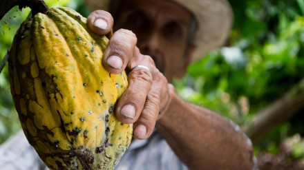 La fiebre del chocolate: Cuando el cacao es más valioso que el oro