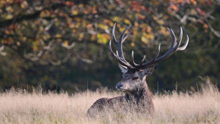 Un ciervo se alerta por un ruido y mira fijamente a su alrededor