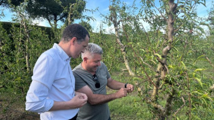 El consejero de Agricultura, Òscar Ordeig, visita una de las fincas afectadas