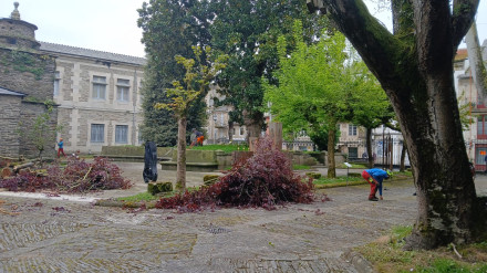 Operarios de la Diputación podan los árboles del Museo Provincial de Lugo