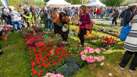 Algunoas de las plantas puestas a la venta en San Sadurniño