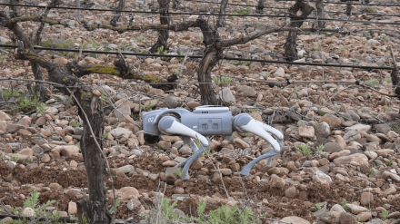 La revolución agrícola llega a los viñedos de Burgos con robots que eliminan la necesidad de operarios