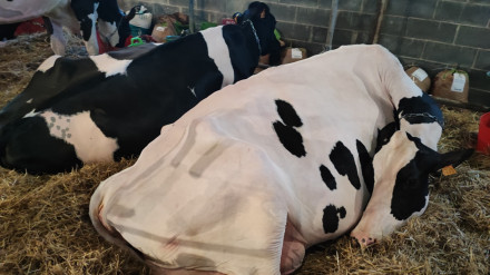 Vacas deitadas Muimenta