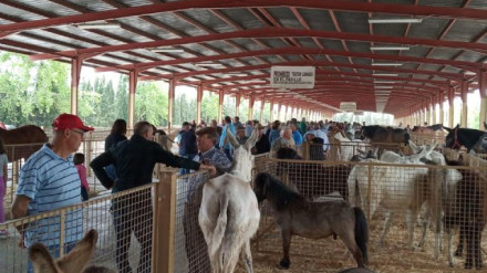 Feria de ganado equino de Puerto Lumbreras en una imagen de archivo