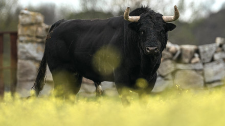Toro de Baltasar Ibán para Valdemoro