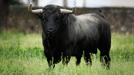 Toro de José Cruz para Algete
