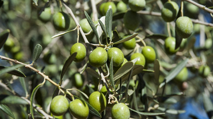 Manzanilla cacereña de mesa