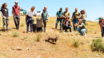 06/05/2025 Vírgula ya campa por la sierra de Matachel.Vírgula, hembra de lince nacida en libertad en Campo de Montiel en marzo de 2024, hija de Sirfi y recuperada tras la muerte de su madre por atropellamiento, completó su adaptación a la vida adulta tras pasar por el centro de recuperación de la localidad portuguesa de Silves, instalaciones pertenecientes al Programa Ibérico de Conservación ex-situ de la especie.SOCIEDAD LIFE LYNXCONNECT