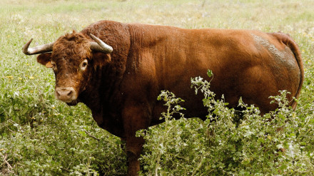 Toro de Núñez del Cuvillo para Valladolid
