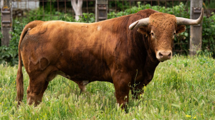 Toros de Montealto para Alalpardo