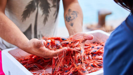 Gamba roja del Mediterráneo