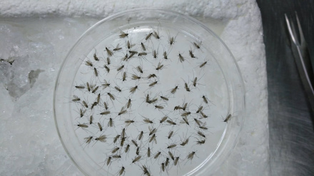 Un equipo científico realiza la primera caracterización de la microbiota bacteriana de la especie de mosquito 'Culex perexiguus', principal vector del virus del Nilo Occidental en Andalucía