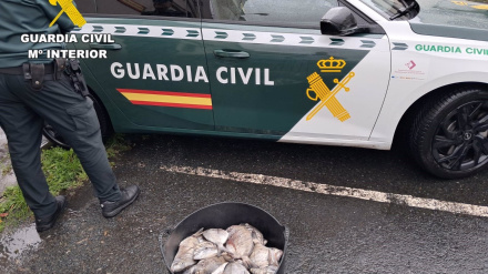 Sargos incautados en Valdoviño