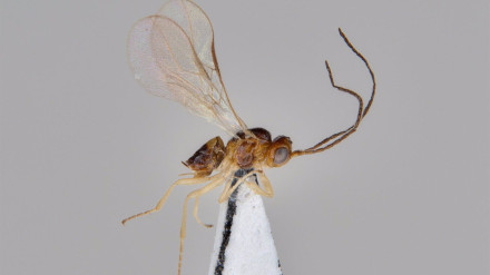 Ejemplar de la avispilla 'Opius inflammatus'Un estudio del grupo de Control Biológico del Instituto Andaluz de Investigación y Formación Agraria, Pesquera, Alimentaria y de la Producción Ecológica (Ifapa) en Almería y Málaga ha identificado por primera vez a la avispilla 'Opius inflammatus' como parasitoide natural del minador 'Liriomyza bryoniae', plaga "mayoritariamente responsable" de crecientes daños en cultivos hortícolas protegidos de Almería.POLITICA ANDALUCÍA ESPAÑA EUROPA ALMERÍA SOCIEDADJUNTA DE ANDALUCÍA