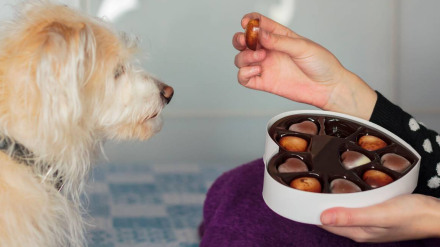 ¡No des chocolate a tus perros!