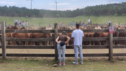 La rapa das bestas se celebra en el curro de A Capelada, en Cedeira