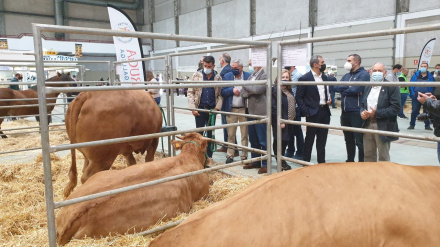 La raza rubia galega es una de las apreciadas por los criadores de carne