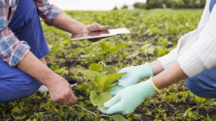 Dos agricultores examinan sus cultivos con una tablet